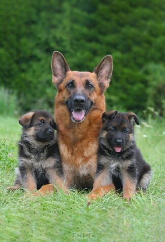 product afbeelding voor: Notitieboek castor