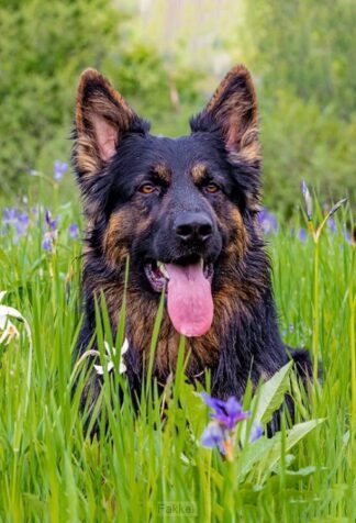 product afbeelding voor: Notitieboek casper