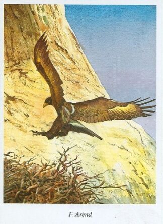 product afbeelding voor: Bijbelse geschiedenis C plaatjes