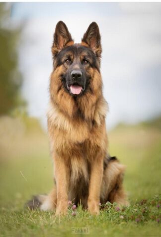 product afbeelding voor: Notitieboek austin