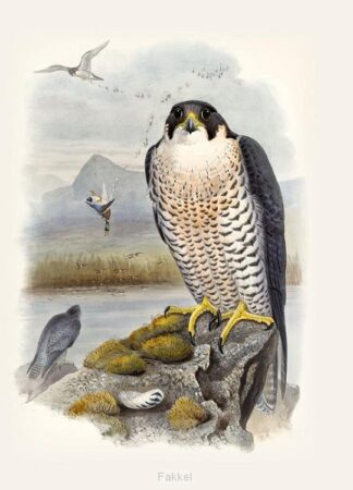 product afbeelding voor: Notitieboek allstar